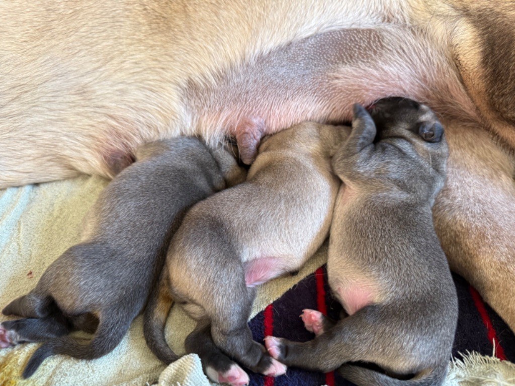 Des Gardiens De Cyrnos - Chiots disponibles - Mastiff