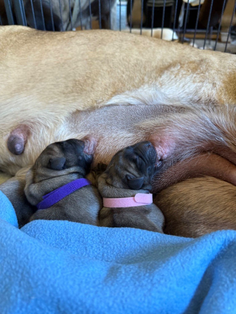 Des Gardiens De Cyrnos - Chiots disponibles - Mastiff